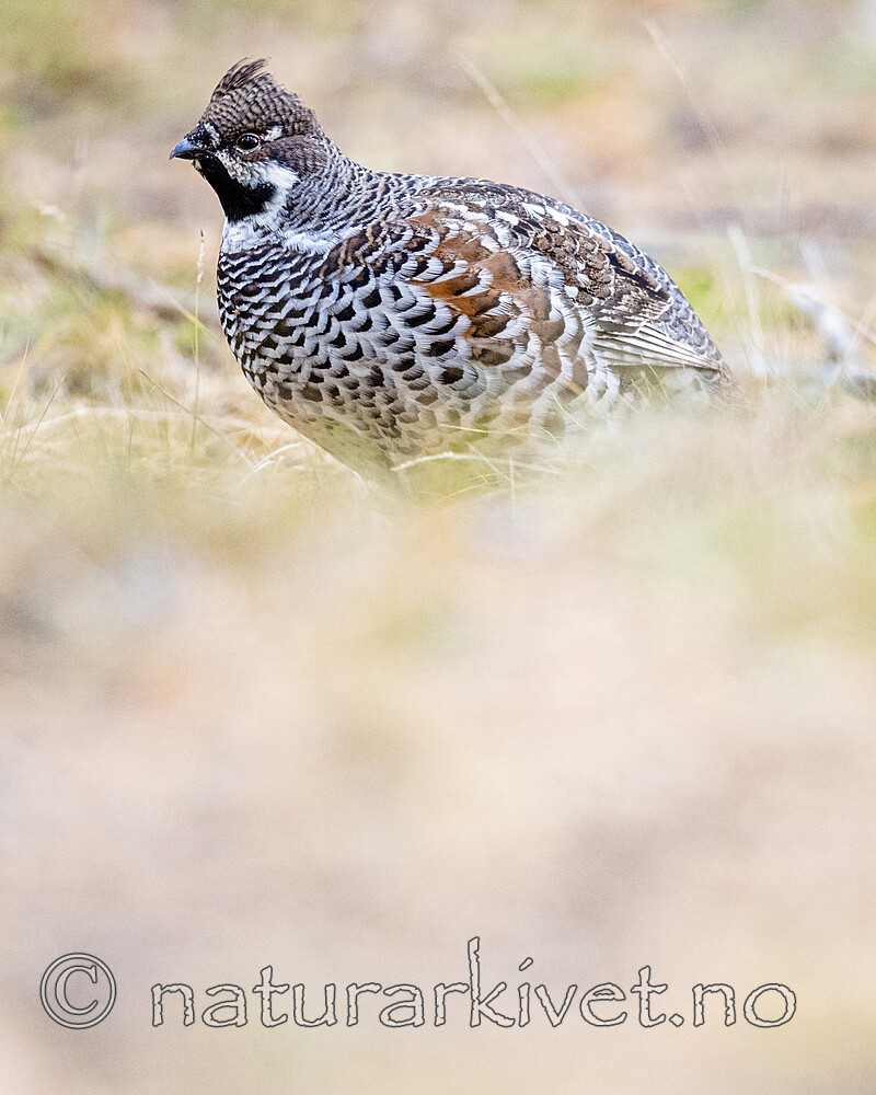 BB_20200927_0702 / Tetrastes bonasia / Jerpe