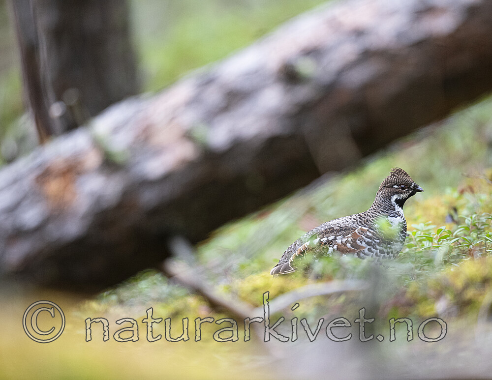 BB_20200927_0767 / Tetrastes bonasia / Jerpe