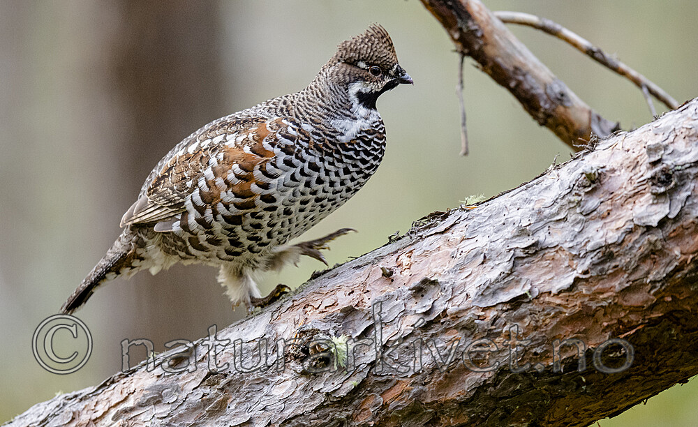 BB_20200927_0802 / Tetrastes bonasia / Jerpe