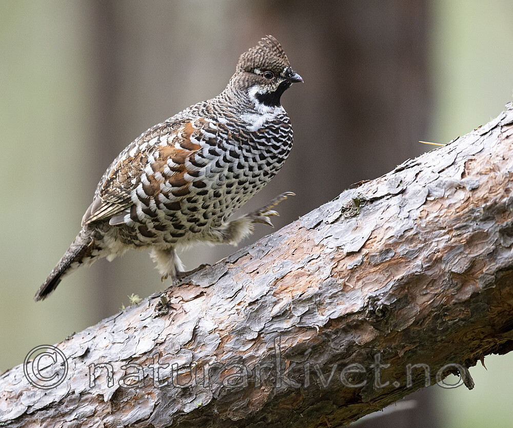 BB_20200927_0817 / Tetrastes bonasia / Jerpe