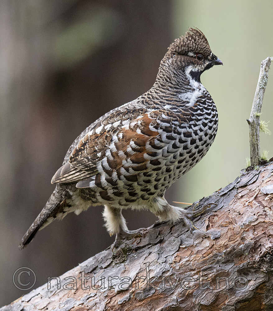 BB_20200927_0824 / Tetrastes bonasia / Jerpe