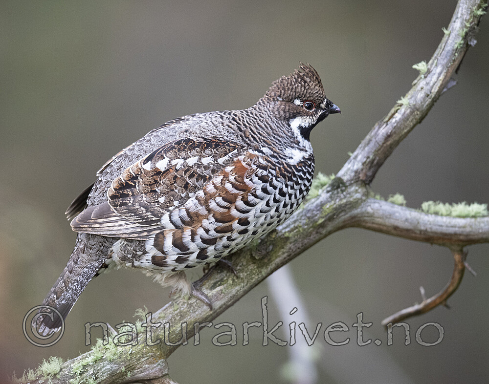 BB_20200927_0891 / Tetrastes bonasia / Jerpe