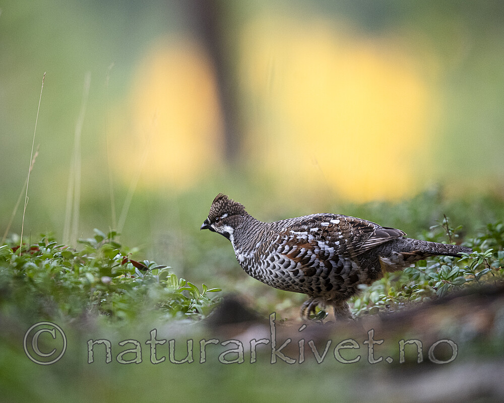 BB_20200927_0921 / Tetrastes bonasia / Jerpe