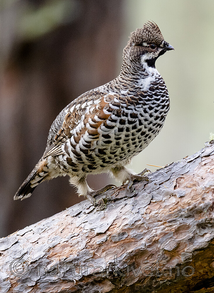 BB_20200927_0937 / Tetrastes bonasia / Jerpe