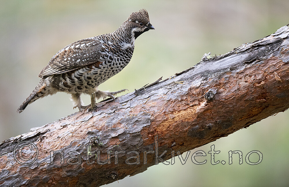 BB_20200927_0972 / Tetrastes bonasia / Jerpe