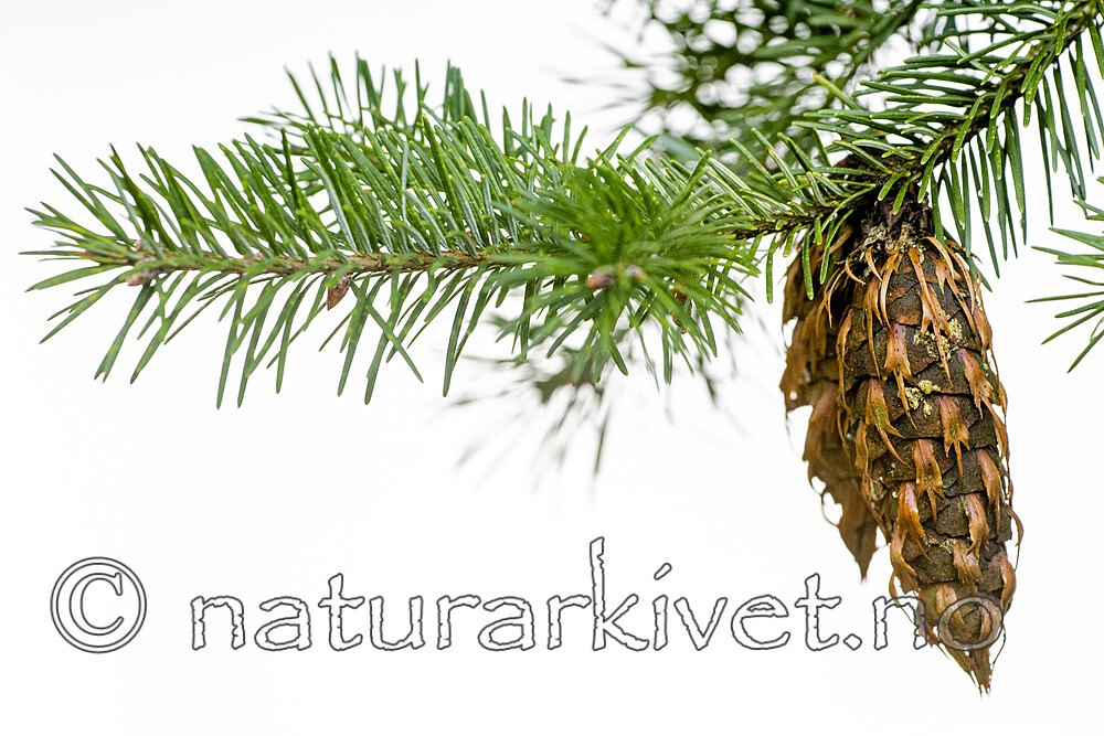 BB_20200930_0044 / Pseudotsuga menziesii / Douglasgran