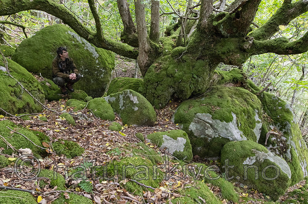 BB_20201003_0048 / Tilia cordata / Lind