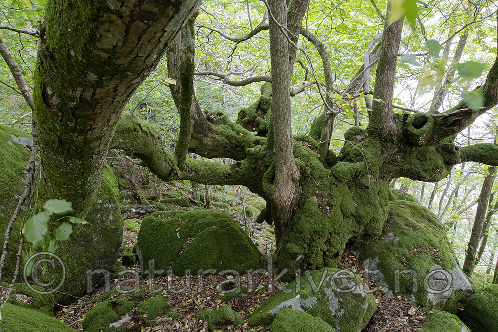 BB_20201003_0055 / Tilia cordata / Lind
