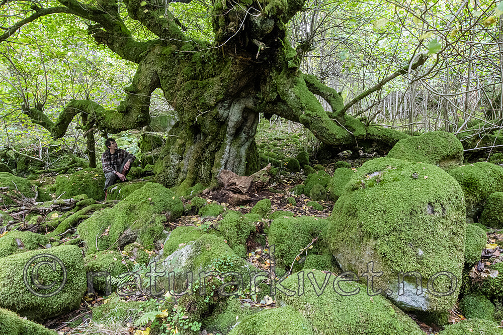 BB_20201003_0088 / Tilia cordata / Lind