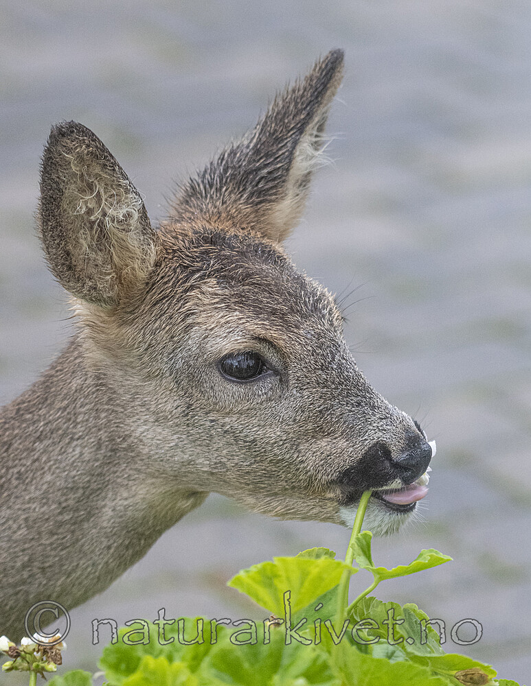 BB_20201020_0041 / Capreolus capreolus / Rådyr