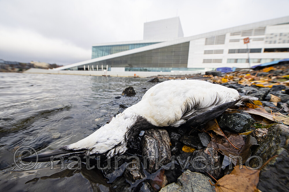 BB_20201107_0054 / Uria aalge / Lomvi