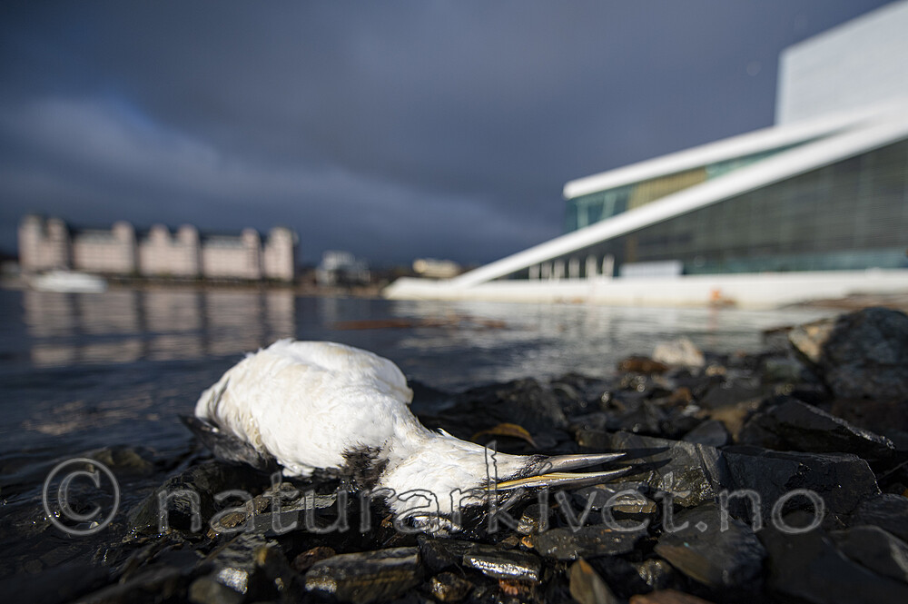 BB_20201107_0087 / Uria aalge / Lomvi