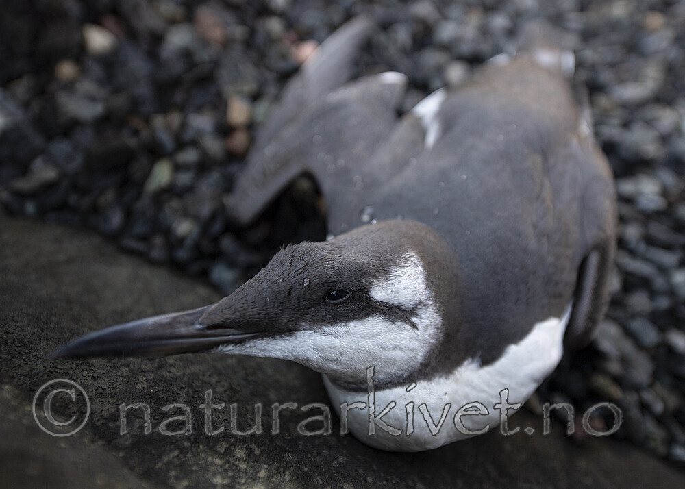 BB_20201107_0094 / Uria aalge / Lomvi