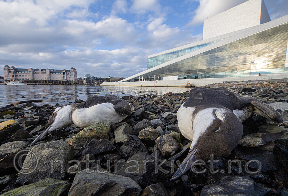 BB_20201107_0155 / Uria aalge / Lomvi