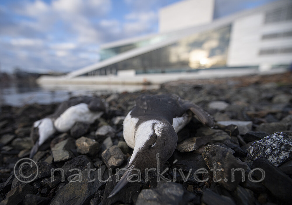 BB_20201107_0171 / Uria aalge / Lomvi
