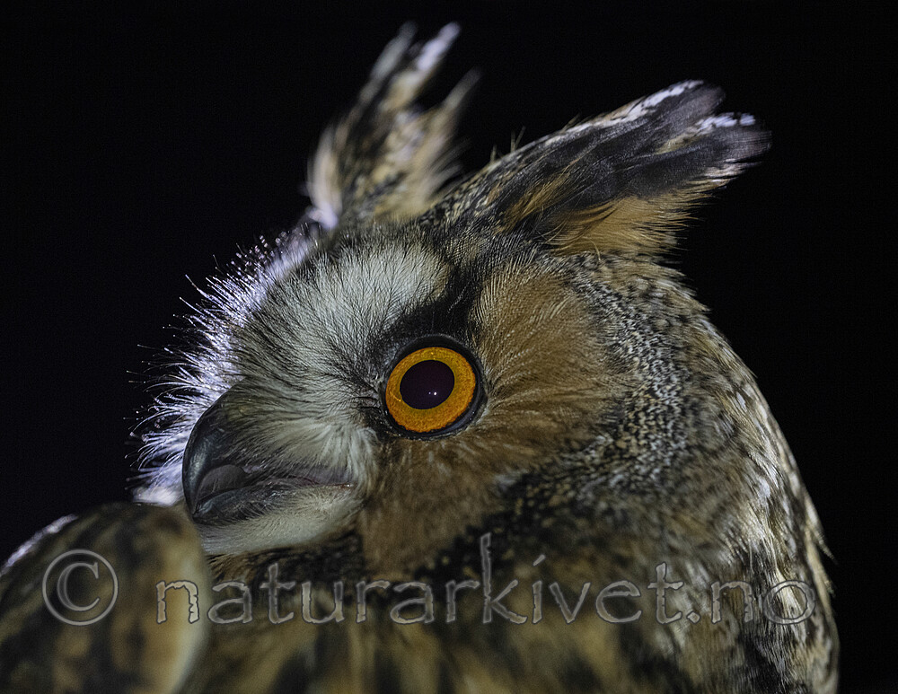 BB_20201121_0020 / Asio otus / Hornugle