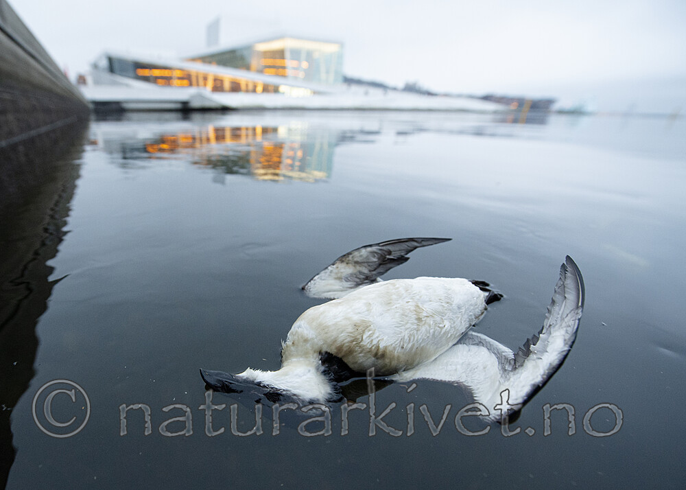 BB_20201206_0047 / Alca torda / Alke