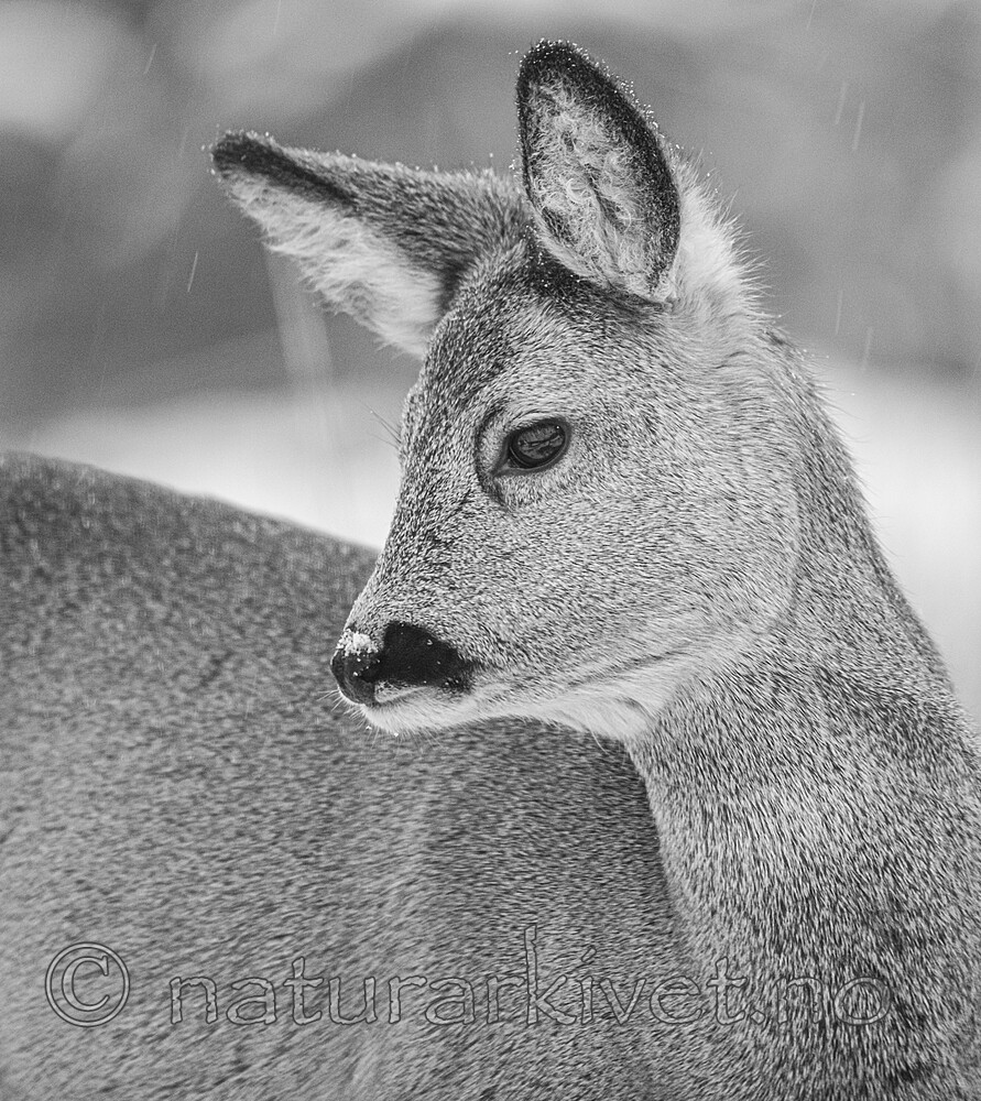 BB_20210118_0008 / Capreolus capreolus / Rådyr