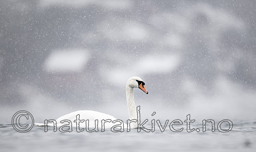 BB_20210215_0025 / Cygnus olor / Knoppsvane