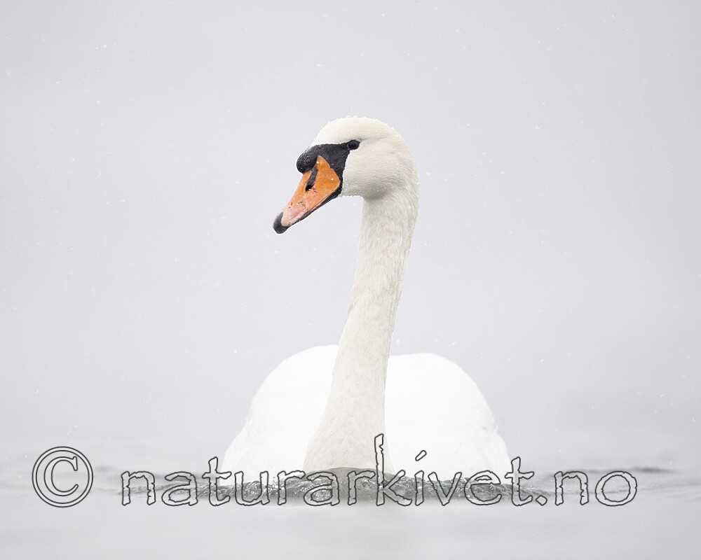 BB_20210215_0070 / Cygnus olor / Knoppsvane