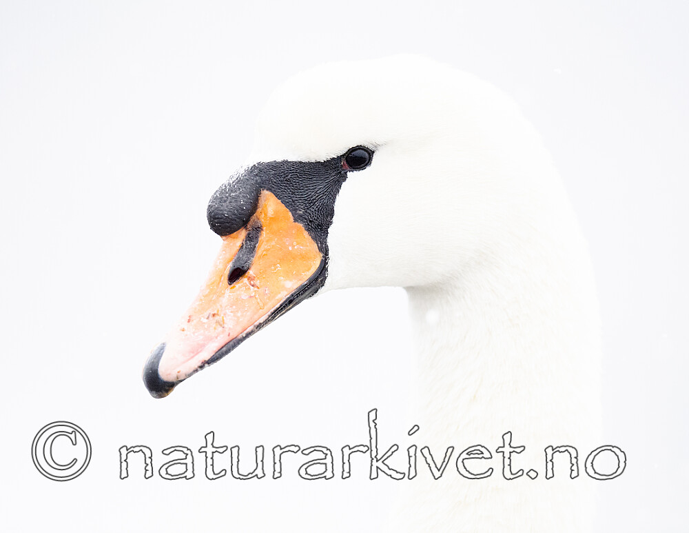 BB_20210215_0117 / Cygnus olor / Knoppsvane