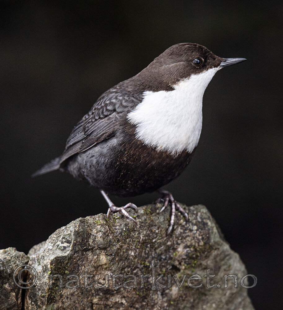 BB_20210215_0351 / Cinclus cinclus / Fossekall