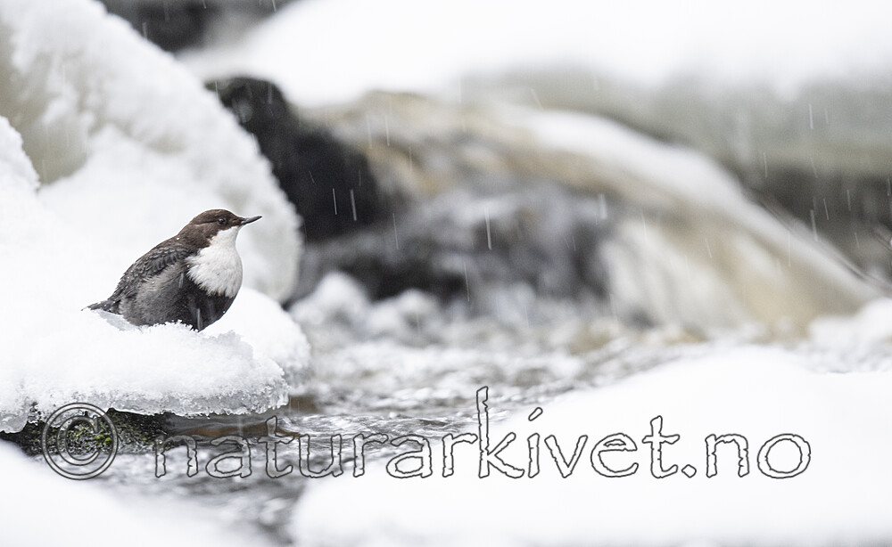 BB_20210215_0416 / Cinclus cinclus / Fossekall