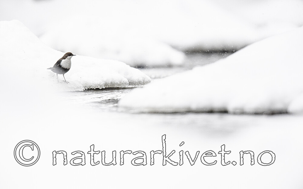 BB_20210217_0002 / Cinclus cinclus / Fossekall