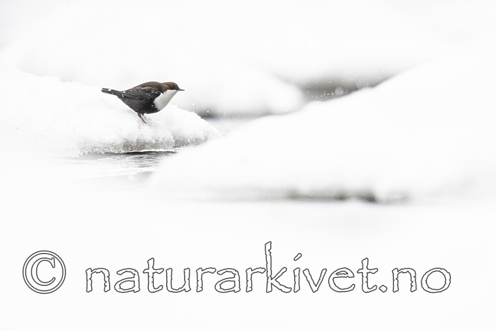BB_20210217_0016 / Cinclus cinclus / Fossekall