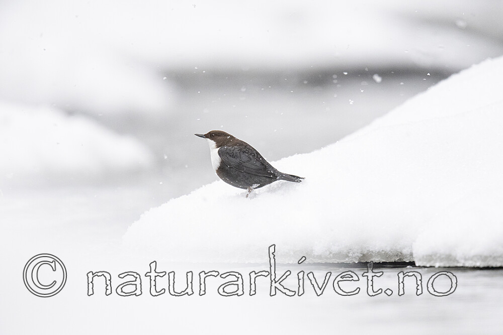 BB_20210217_0105 / Cinclus cinclus / Fossekall
