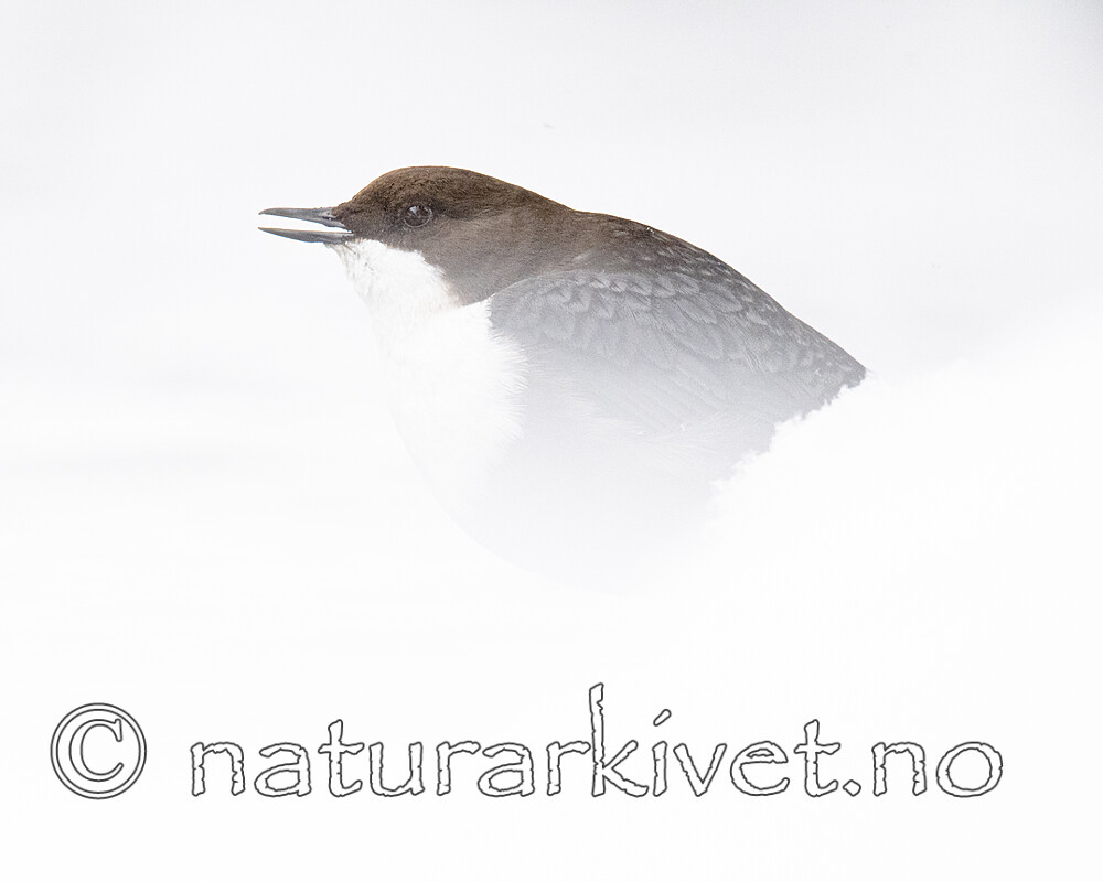 BB_20210217_0219 / Cinclus cinclus / Fossekall