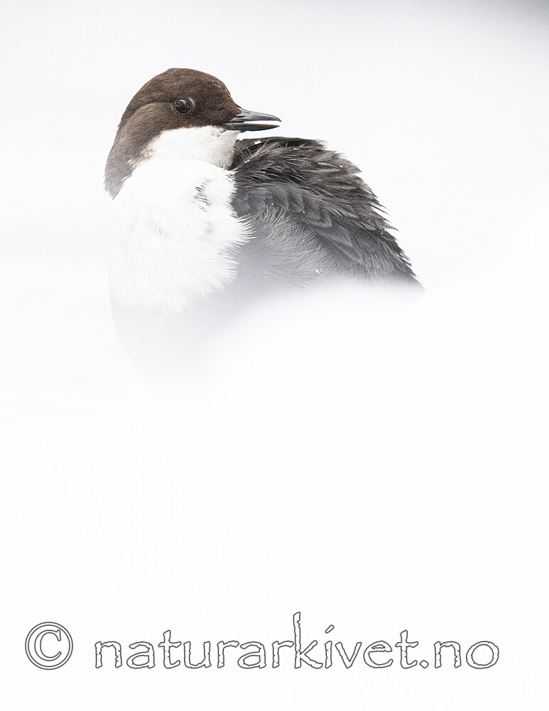 BB_20210217_0336 / Cinclus cinclus / Fossekall