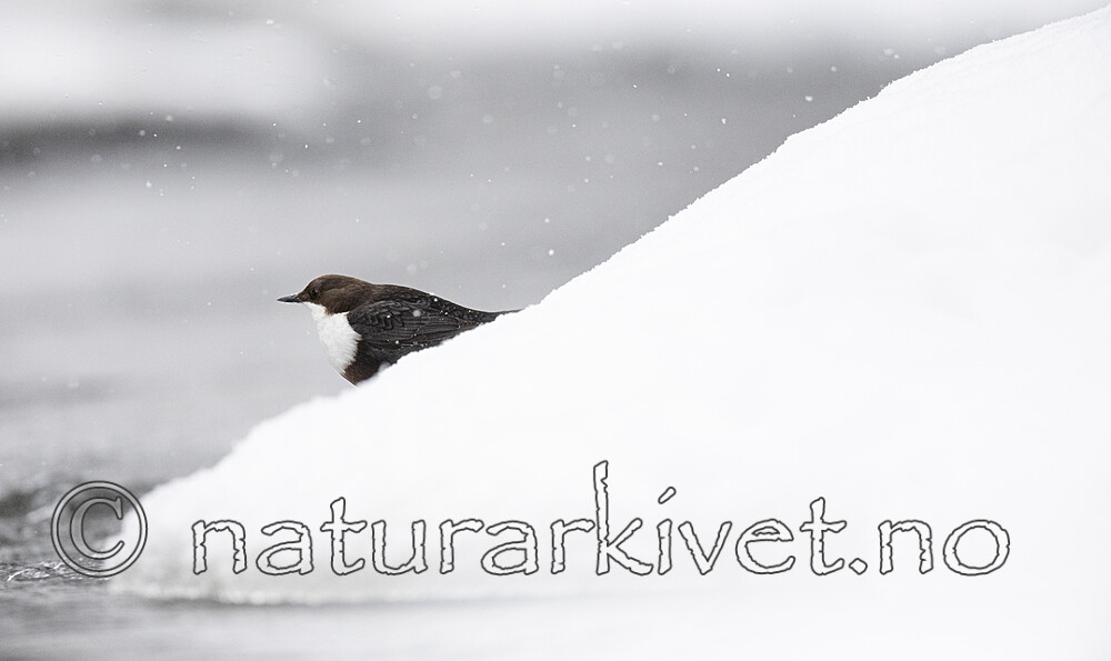 BB_20210217_0367 / Cinclus cinclus / Fossekall