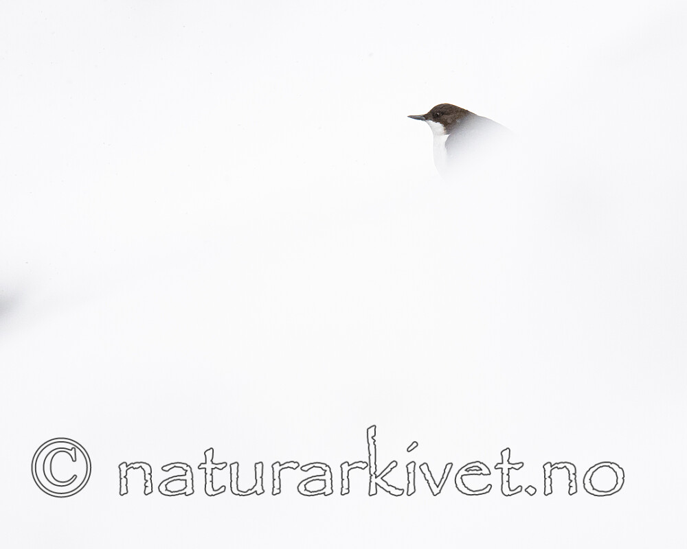 BB_20210217_0372 / Cinclus cinclus / Fossekall