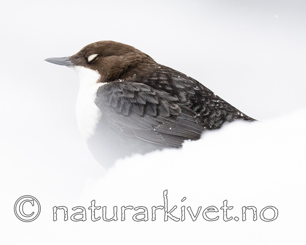 BB_20210217_0381 / Cinclus cinclus / Fossekall