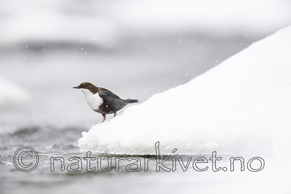 BB_20210217_0391 / Cinclus cinclus / Fossekall