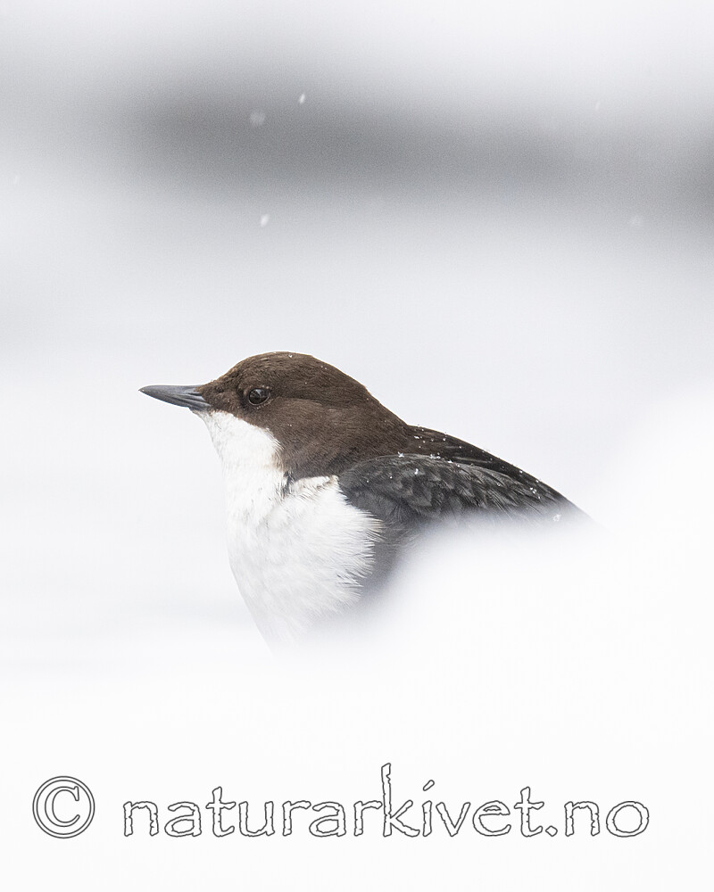 BB_20210217_0414 / Cinclus cinclus / Fossekall