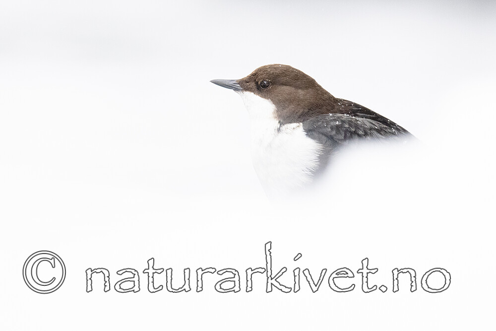 BB_20210217_0415 / Cinclus cinclus / Fossekall