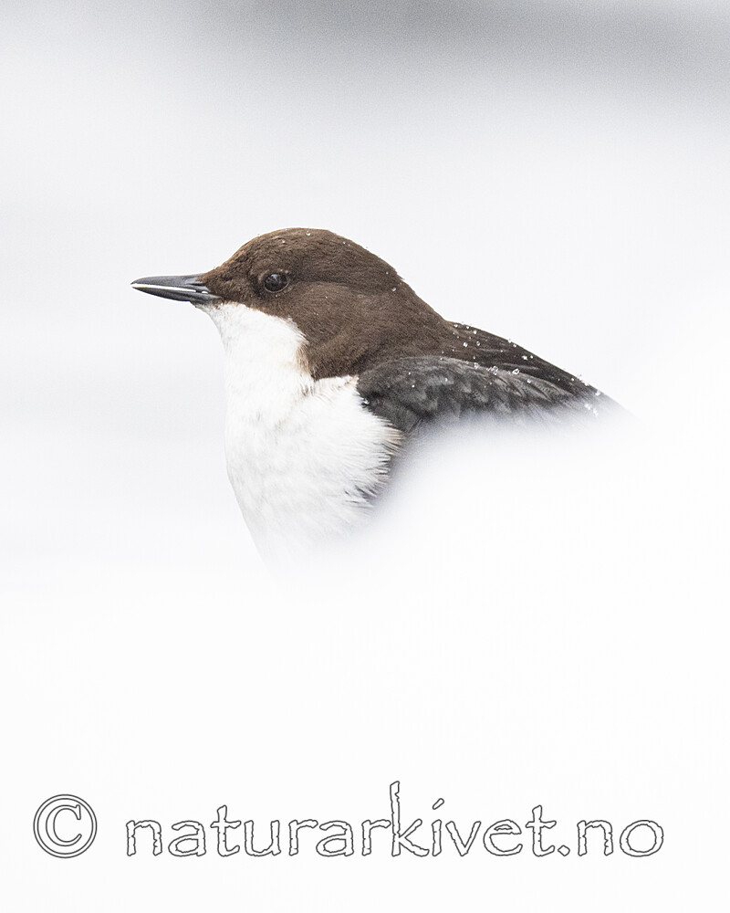 BB_20210217_0428-2 / Cinclus cinclus / Fossekall