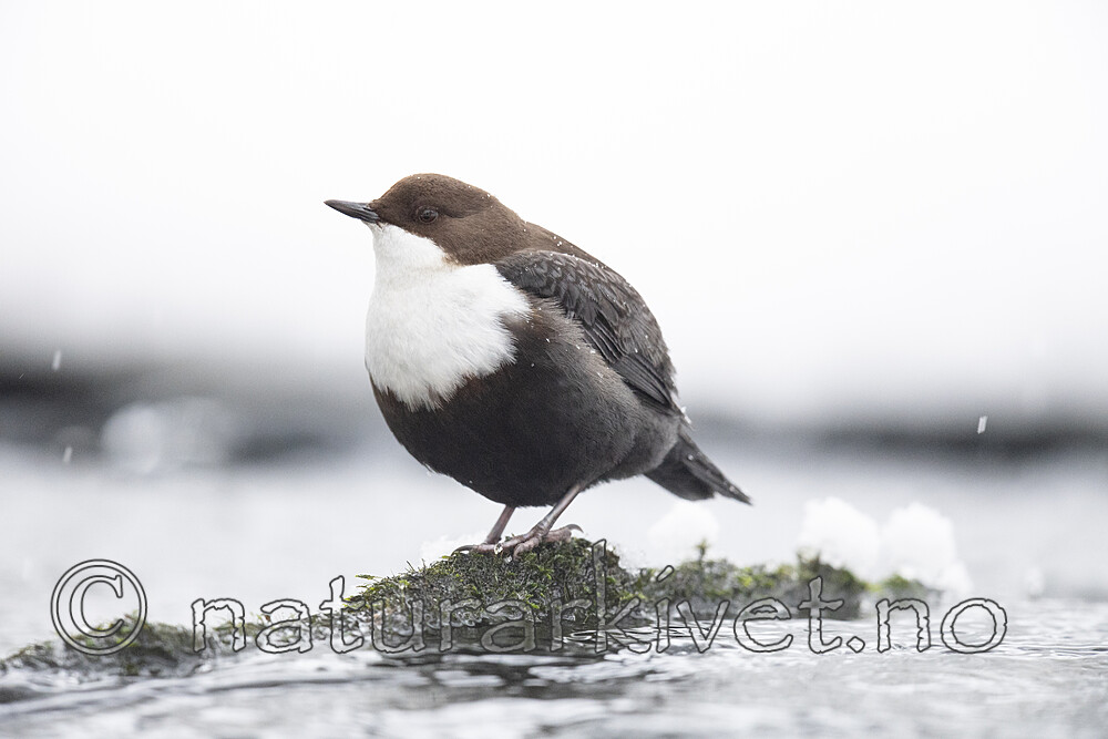 BB_20210217_0481 / Cinclus cinclus / Fossekall