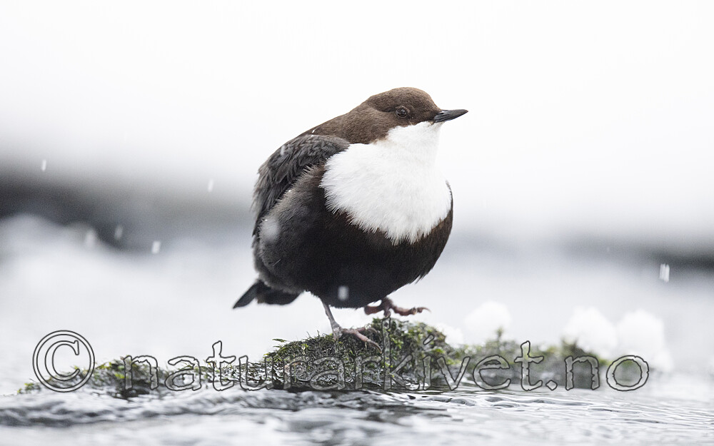 BB_20210217_0491 / Cinclus cinclus / Fossekall