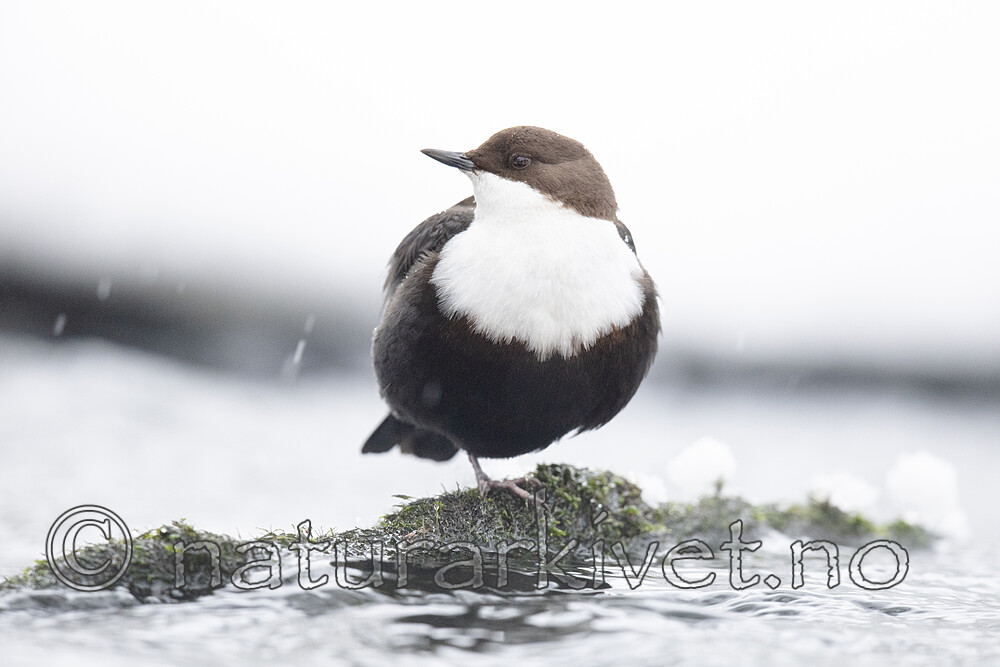 BB_20210217_0499 / Cinclus cinclus / Fossekall