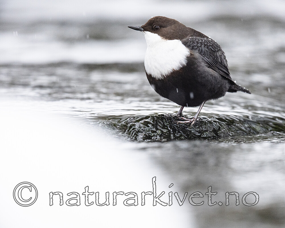 BB_20210217_0527 / Cinclus cinclus / Fossekall