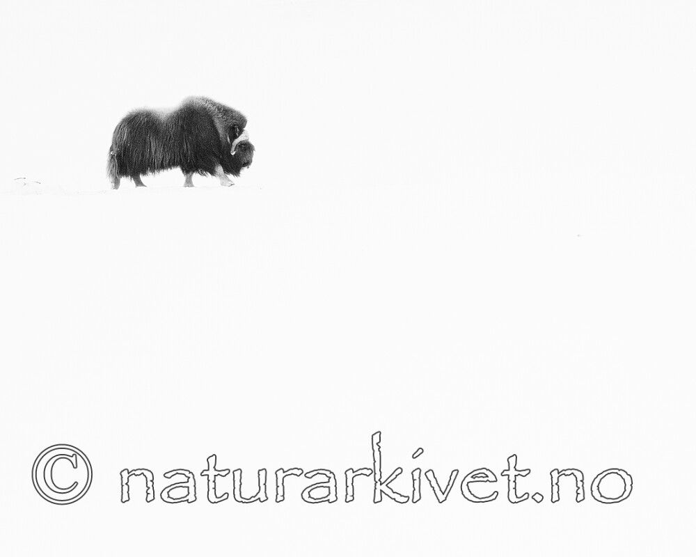 BB_20210220_0025 / Ovibos moschatus / Moskusfe