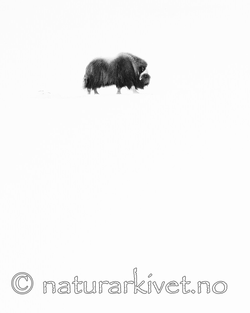 BB_20210220_0026 / Ovibos moschatus / Moskusfe