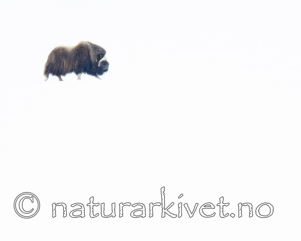 BB_20210220_0029 / Ovibos moschatus / Moskusfe