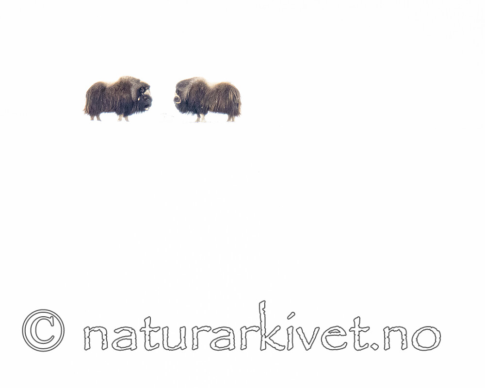 BB_20210220_0037 / Ovibos moschatus / Moskusfe