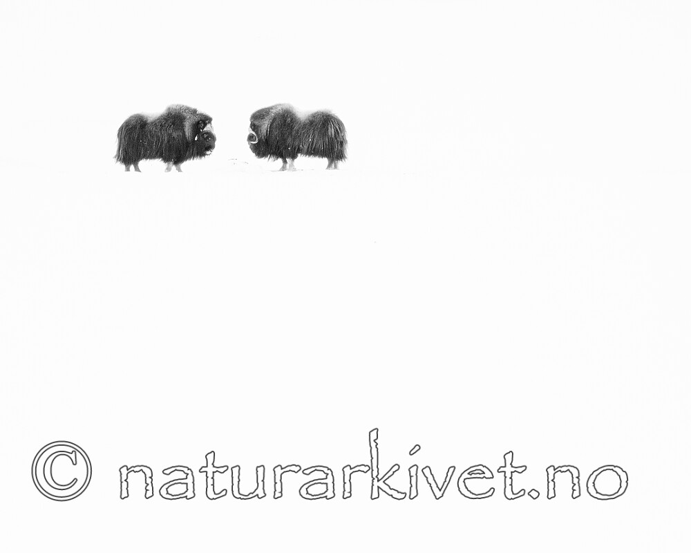 BB_20210220_0038 / Ovibos moschatus / Moskusfe