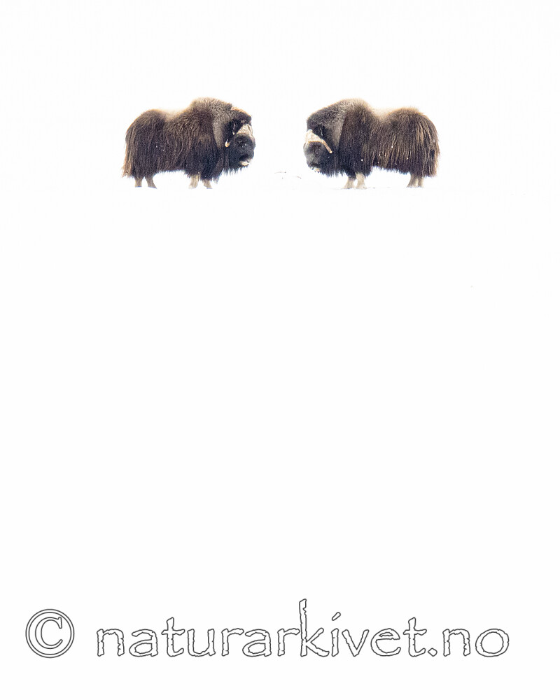 BB_20210220_0040 / Ovibos moschatus / Moskusfe