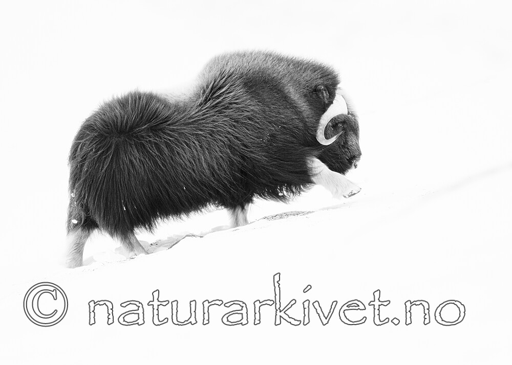 BB_20210220_0109 / Ovibos moschatus / Moskusfe